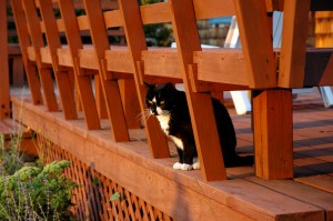 Buckwheat, my housecat