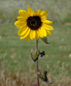 One of the wildflowers still left in my garden