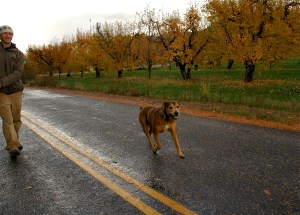 The proposal: my son surprised his fiancee by attaching the ring to her dog's collar.