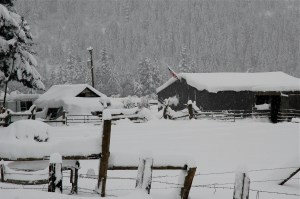 Lobo's snowy neighborhood
