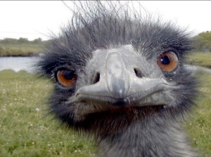 Whose head is in the sand?