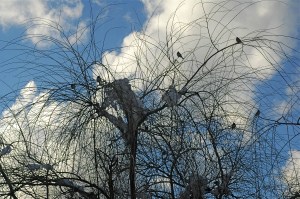 Waiting in the willow