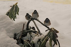 Juncos perched on the rhododendron