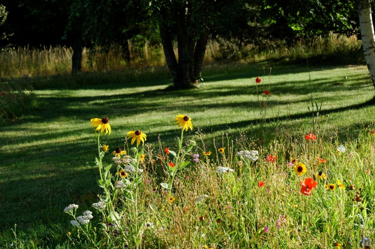 A corner of my wildflowers