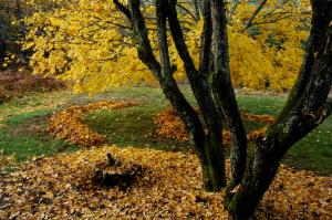 Working on the leaves