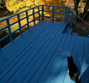 My sensei contemplating a leaf