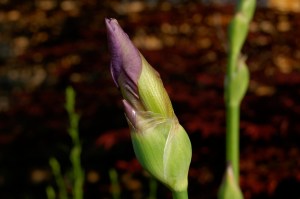 Just about to burst!