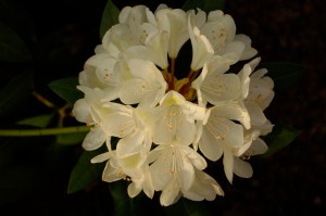 Rhododendron A cream colored rhododendron at dusk
