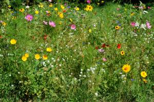 Wildflowers, which one do you like?