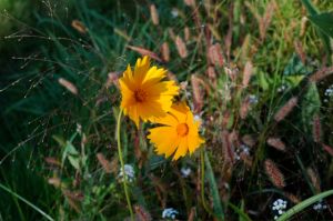 Wildflower in my garden