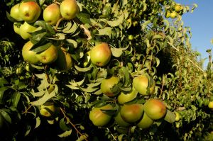 Bartlett Pears