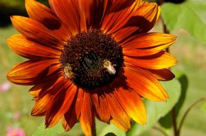 Another kind of harvest