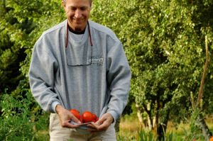 Harvesting  my tomatoes