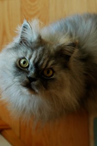 A Wild Thing lives next door.