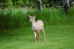 IMF Patient & Family Seminar