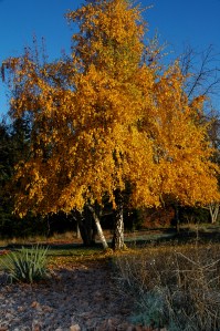 White Bark Birch