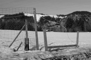 Fence posts, ribbon, and our house.