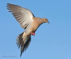 Mourning Dove in flight