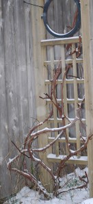 Grape Arbor in Our Garden