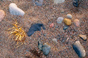 Still Life of Sand and Stone and a Dormant Plant