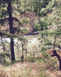 My so's dog, Bruce, above the river canyon.