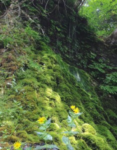 A cliff feature of water, sun, moss, and flowers.