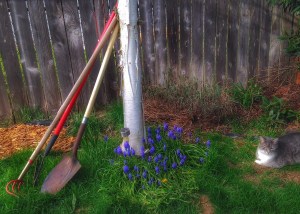 White Paper Birch Shedding its Skin