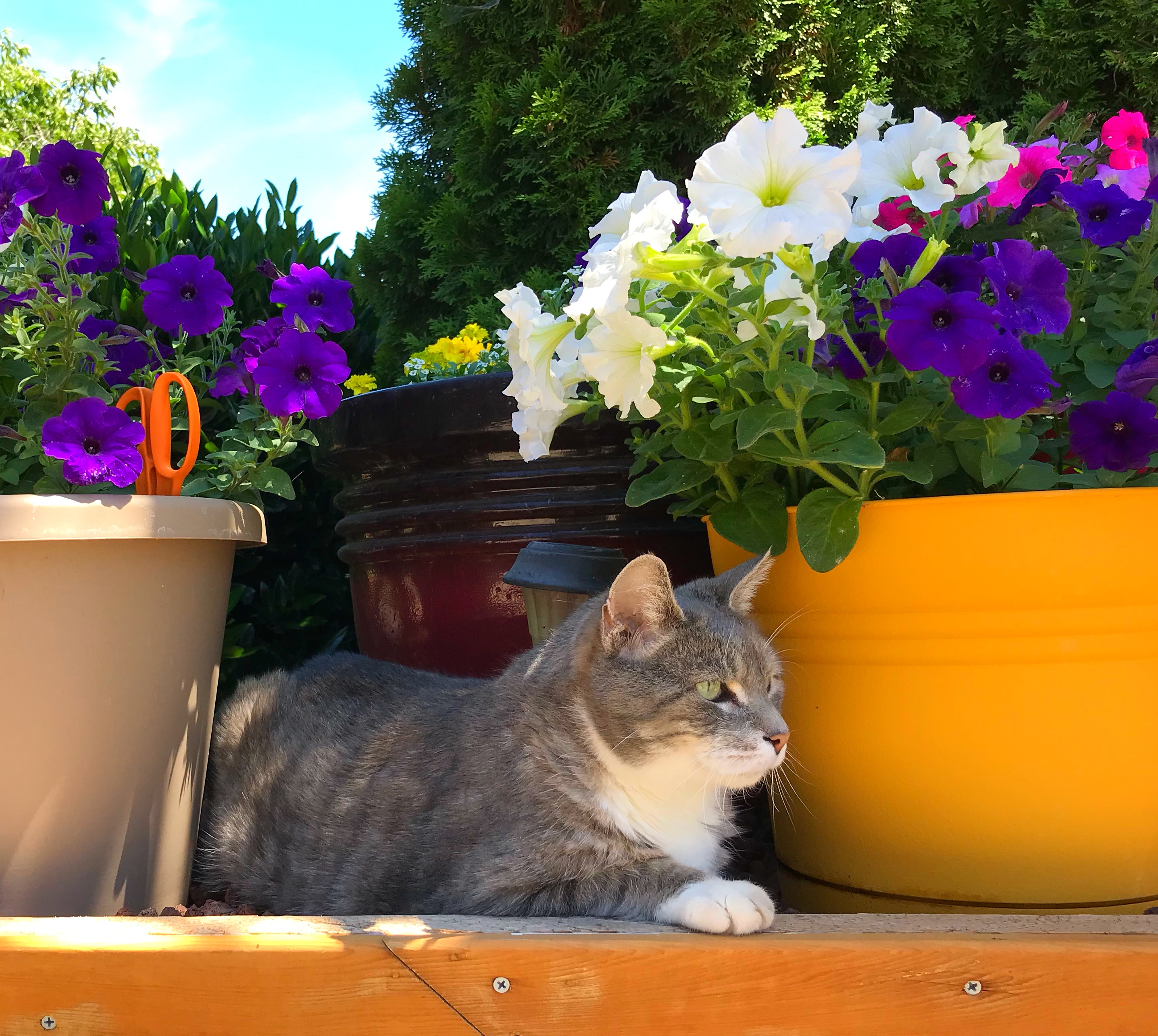 The Indifferent Gardener